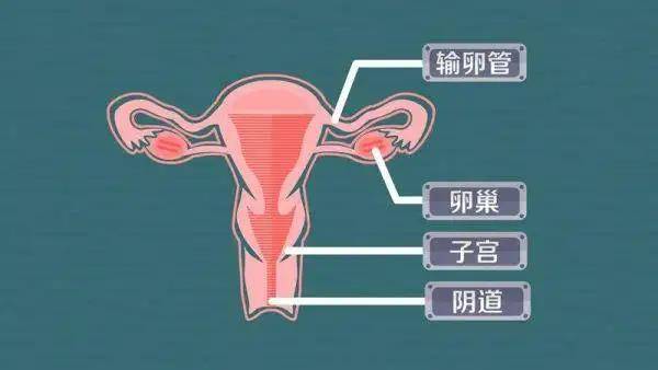 子宫切除不仅破坏了绝经前子宫与卵巢间的内分泌动态平衡,而且可使